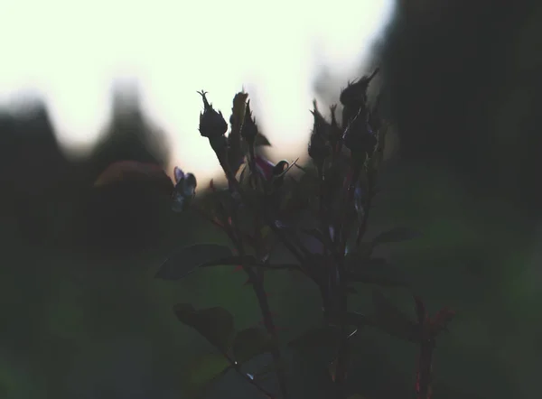 Silhouette Einer Pflanze Flora — Stockfoto