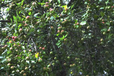 Olgun yeşil elmalar ağaçta
