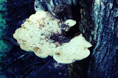 Ormandaki bir mantarı kapat.