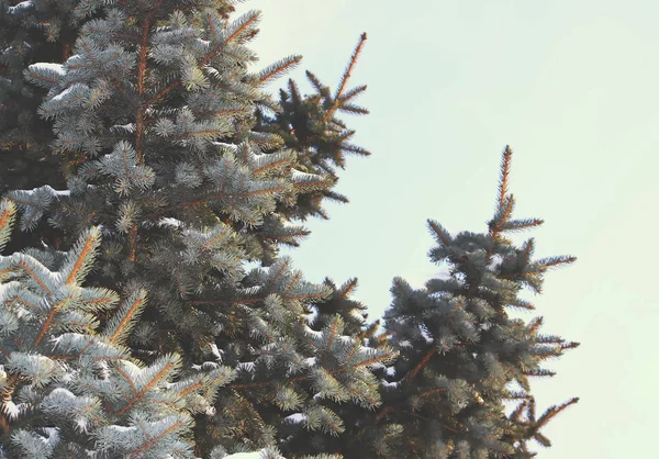 Close Pine Cone Background Green Spruce —  Fotos de Stock