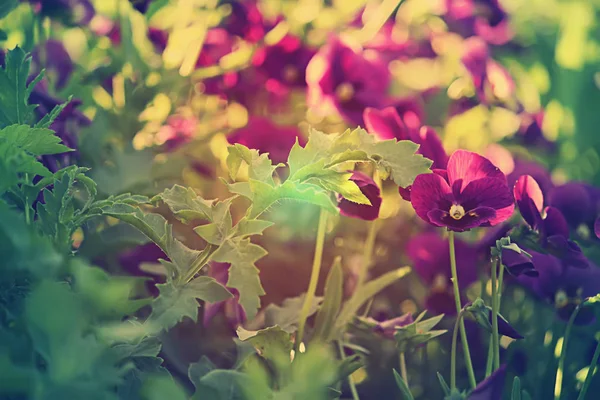 Hermosas Flores Primavera Fondo Día Verano —  Fotos de Stock