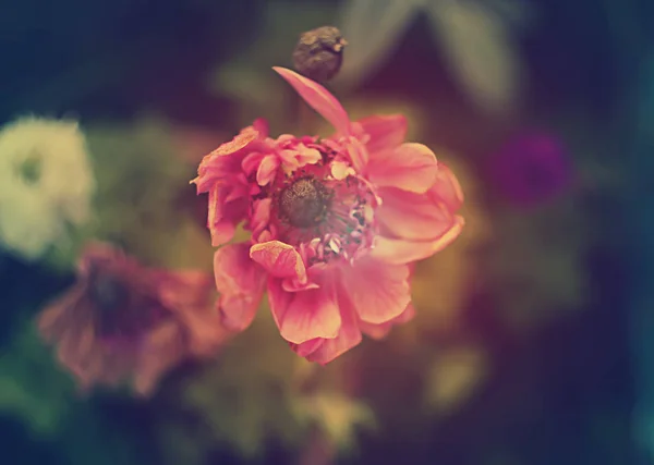 Närbild Blommor Trädgården — Stockfoto