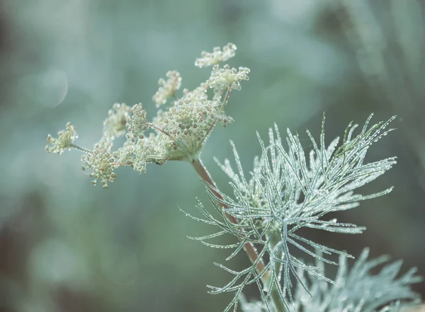 Schöne Botanische Aufnahme Natürliche Tapete — Stockfoto