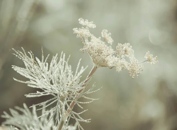 Beautiful Winter Landscape Frost Flowers — Stockfoto