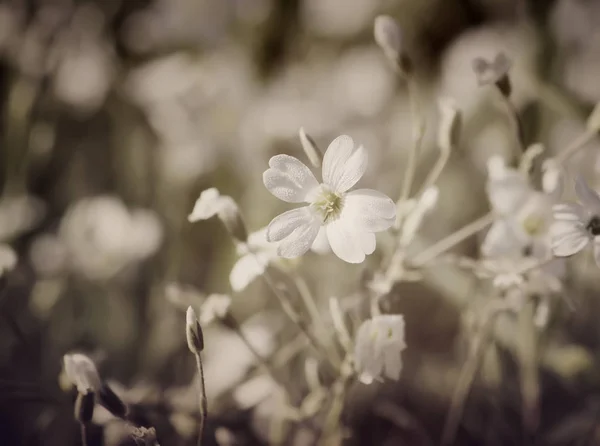 White Flowers Garden — Stock Photo, Image