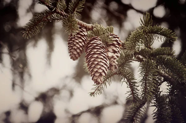 Pine Cones Tree — Stock Photo, Image