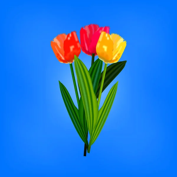 Coloridas flores de tulipán — Vector de stock