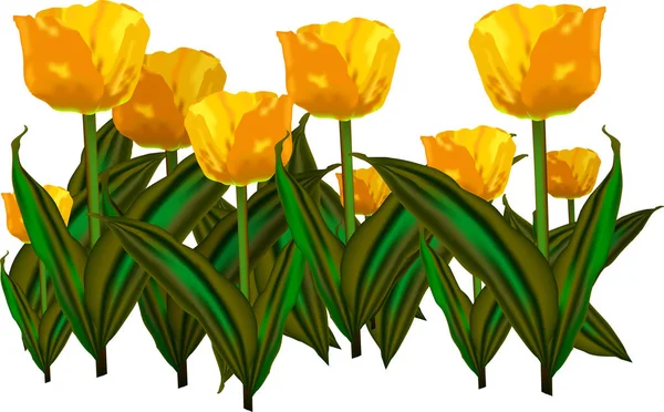 Flores de tulipán amarillo — Vector de stock