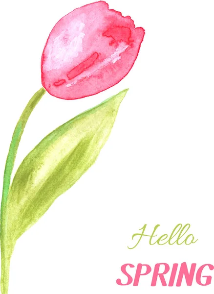 Watercolor Illustration Beautiful Pink Tulip — ストックベクタ