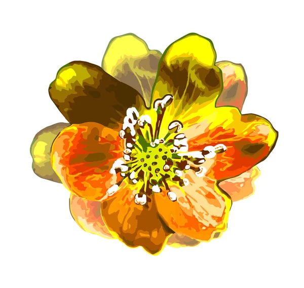 Акварельна Ілюстрація Красивої Жовто Оранжевої Квітки Ізольовано Білому Тлі — стоковий вектор
