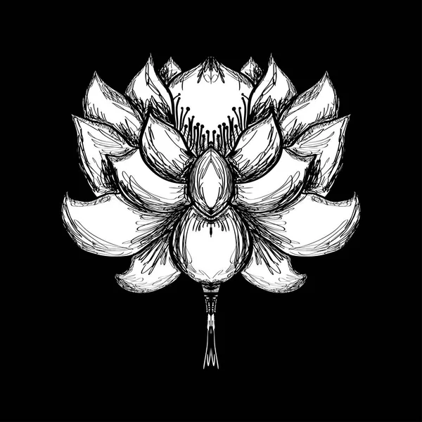 Lotus flower illustration — Stock Vector