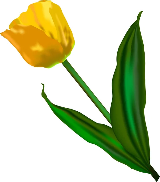 Gelbe Tulpenblüte — Stockvektor