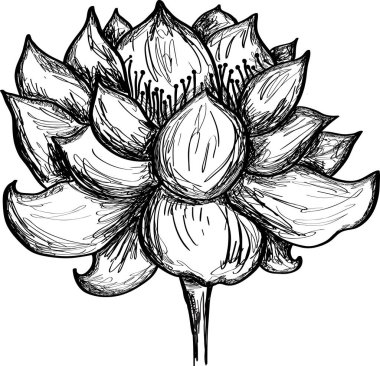 Nilüfer çiçeği çizimi