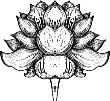 Nilüfer çiçeği çizimi