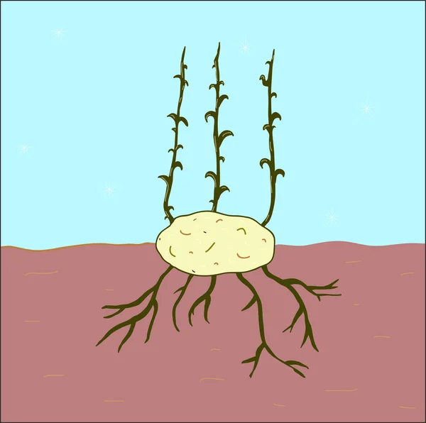 Growing potato seeds — Stock Vector