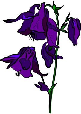 Aquilegia çiçeği, vektör çizimi