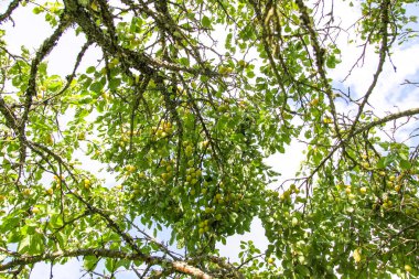 Yaz bahçesinde ağaç dallarında sarı erikler. Mevsimlik tatlı olgun meyveler