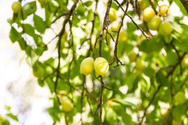 Yaz bahçesinde ağaç dallarında sarı erikler. Mevsimlik tatlı olgun meyveler