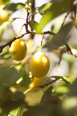 Yaz bahçesinde ağaç dallarında sarı erikler. Mevsimlik tatlı olgun meyveler