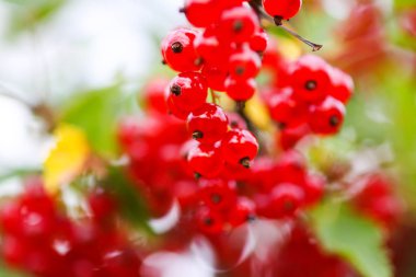 Yaz bahçesinde olgun kırmızı frenk üzümü. Ribes Rubrum bitkisi ve olgun kırmızı böğürtlen.