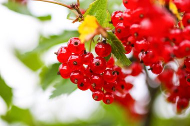 Yaz bahçesinde olgun kırmızı frenk üzümü. Ribes Rubrum bitkisi ve olgun kırmızı böğürtlen.