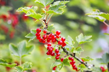 Yaz bahçesinde olgun kırmızı frenk üzümü. Ribes Rubrum bitkisi ve olgun kırmızı böğürtlen.