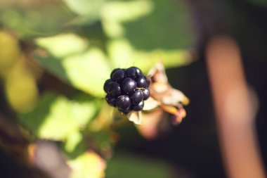 Böğürtlenler yaz bahçesinde yetişiyor..
