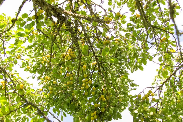 Ciruelas amarillas en ramas de árboles en el jardín de verano. Frutas maduras dulces estacionales —  Fotos de Stock