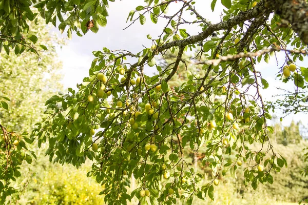 Yellow plums on tree branches in summer garden. Seasonal sweet ripe fruits — 스톡 사진