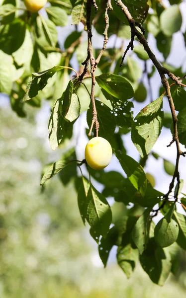 Żółte śliwki na gałęziach drzew w ogrodzie letnim. Sezonowe owoce dojrzałe — Zdjęcie stockowe