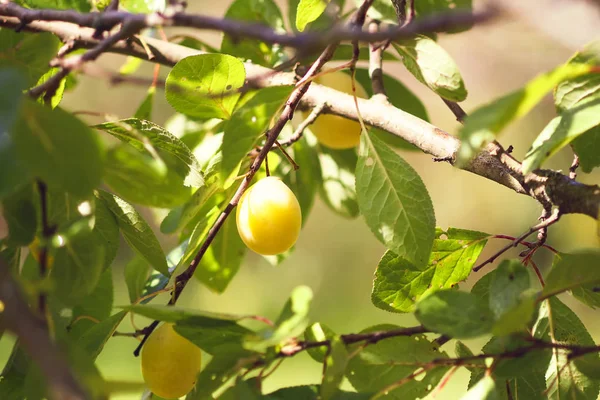 Żółte śliwki na gałęziach drzew w ogrodzie letnim. Sezonowe owoce dojrzałe — Zdjęcie stockowe