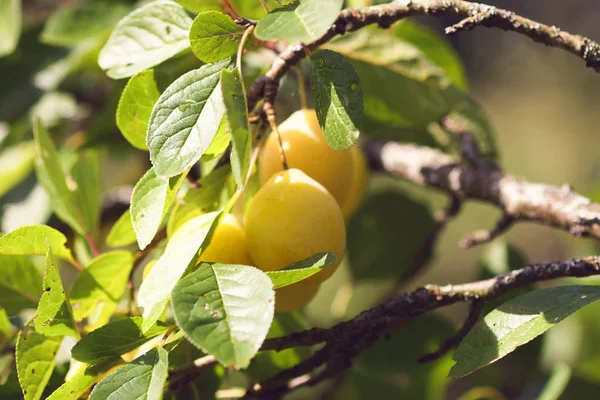 Желтые сливы на ветвях деревьев в летнем саду. Сезонные спелые плоды — стоковое фото