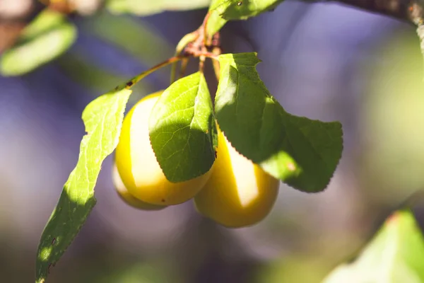 Желтые сливы на ветвях деревьев в летнем саду. Сезонные спелые плоды — стоковое фото