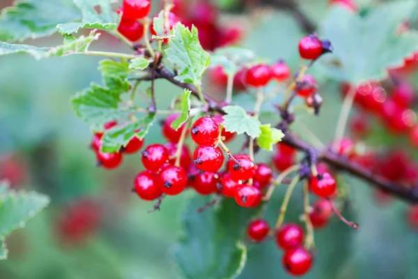 Reife rote Johannisbeere in einem Sommergarten. ribes rubrum Pflanze mit reifen roten Beeren. — Stockfoto
