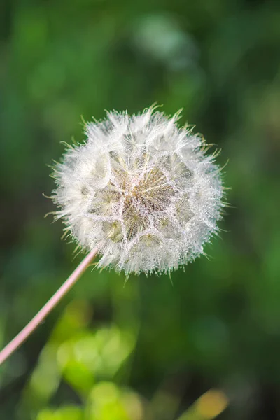 Dandelion seeds in the sunlight — Stock Photo, Image
