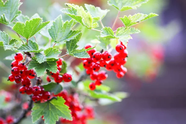 Ripe red currant in a summer garden. Ribes rubrum plant with ripe red berries. — Stock Photo, Image