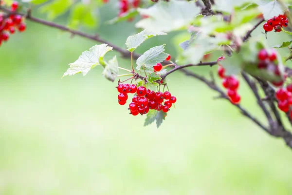 Matura il ribes rosso in un giardino estivo. Ribes pianta rubrum con bacche rosse mature . — Foto Stock