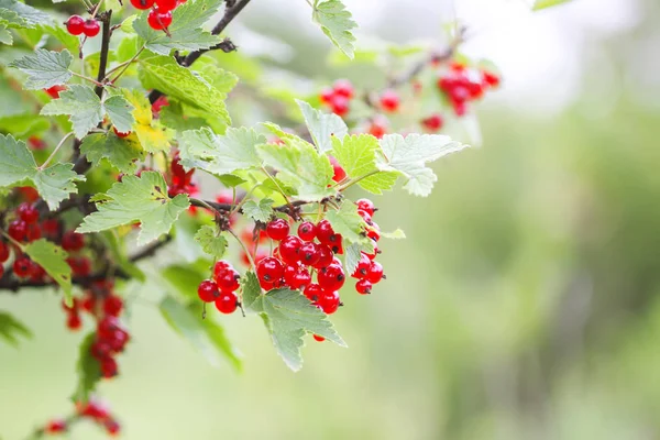 Mogna röda vinbär i en sommarträdgård. Ribes rubrum växt med mogna röda bär. — Stockfoto