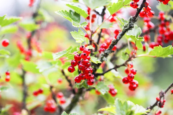 Mogna röda vinbär i en sommarträdgård. Ribes rubrum växt med mogna röda bär. — Stockfoto