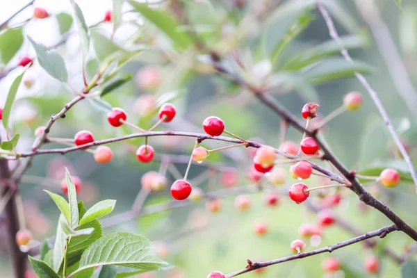 Ripening cherries on the branch of cherry tree in summer garden. — Stock Photo, Image