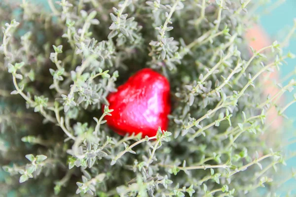 Timjan växer i gryta med litet rött hjärta — Stockfoto