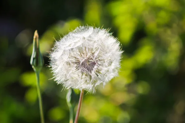Dandelion seeds in the sunlight — Stock Photo, Image