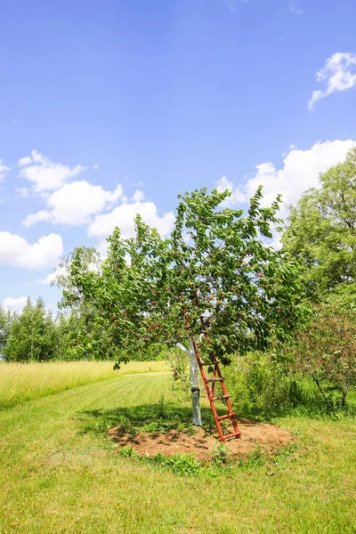 Pflaume Avium oder Süßkirschbaum weiß getünchter Stamm wächst auf dem Feld. alte Holztreppen zur Erleichterung der Ernte. — Stockfoto