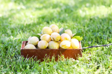 Taze sarı erikler. Tahta bir kutuda olgun meyveler. Bahçedeki yeşil yaz çimlerinde.