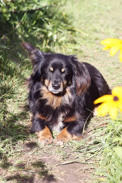 Boldog és aktív korcs kevert fajta kutya szabadban a fűben egy napos nyári napon. — Stock Fotó