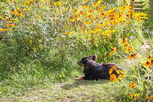 Feliz y activo perro mestizo de raza mixta al aire libre en la hierba en un día soleado de verano . — Foto de Stock