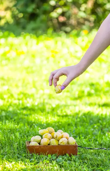 Ameixas amarelas frescas. Frutos maduros em um pequeno carrinho de mão de madeira no fundo de grama de verão verde . — Fotografia de Stock