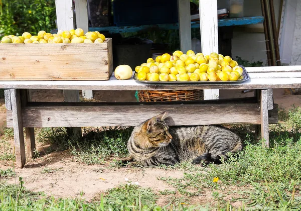 Кошка, лежащая рядом со свежесобранным урожаем желтых сладких слив во дворе фермы . — стоковое фото