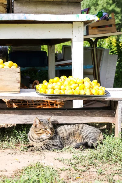 Кошка, лежащая рядом со свежесобранным урожаем желтых сладких слив во дворе фермы . — стоковое фото