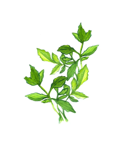 Akwarela ilustracja liść zielony. — Zdjęcie stockowe